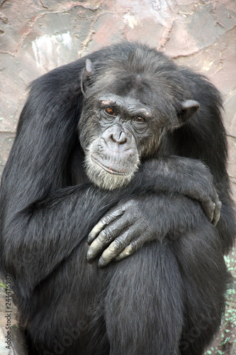 Portrait of a sad chimpanzee