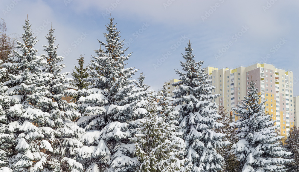 Group of snow covered spruces against the apartment building Group of snow covered spruces against the apartment building