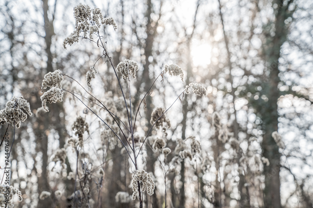 Fototapeta Im Vordergrund Pflanze mit Frost - im Hintergrund Bäume - die Sonne scheint durch die Äste