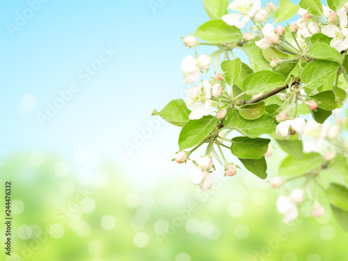 Abstract sunny blur spring background with flowers of apple
