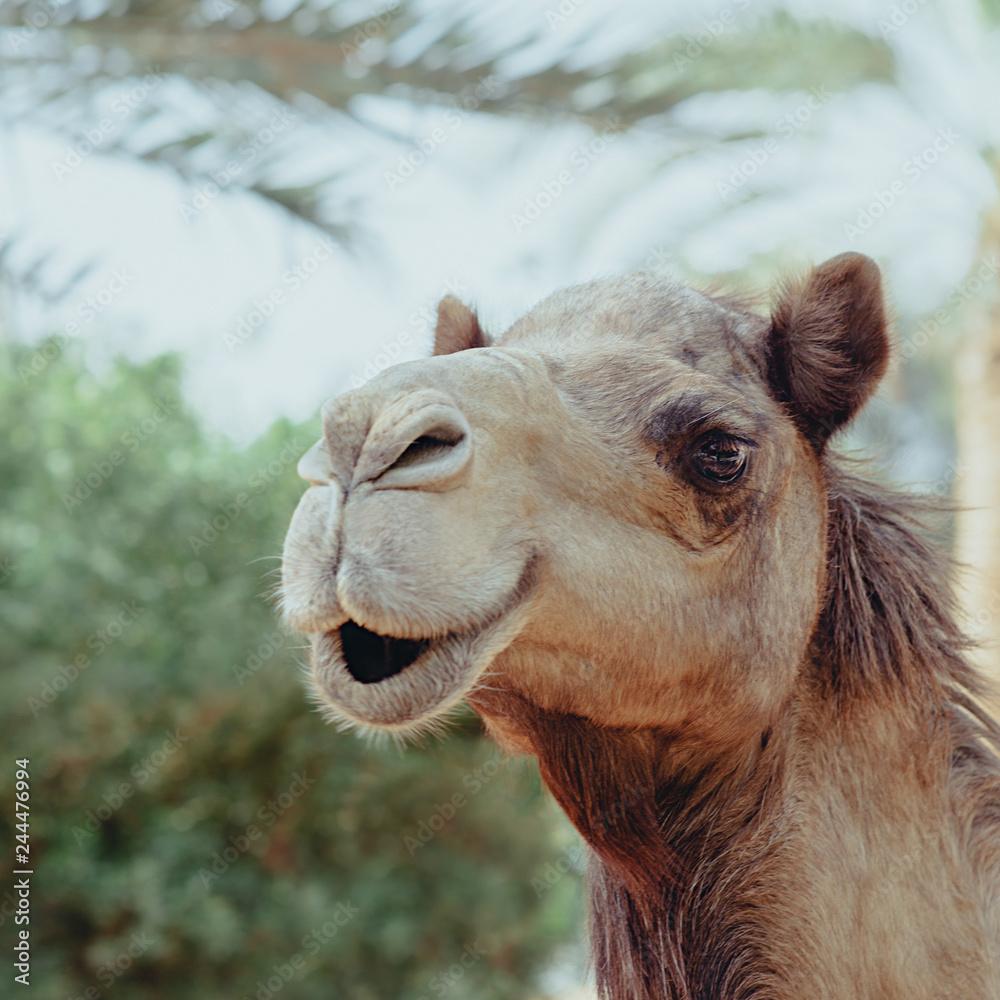 Fototapeta premium Portrait of smiling camel 