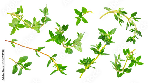 Thyme fresh herb isolated on white background with clipping path  collection