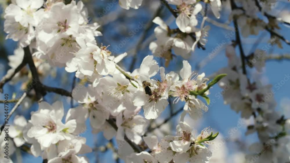 almendros en flor, abejas, slow motion almendros en flor, abejas, slow motion