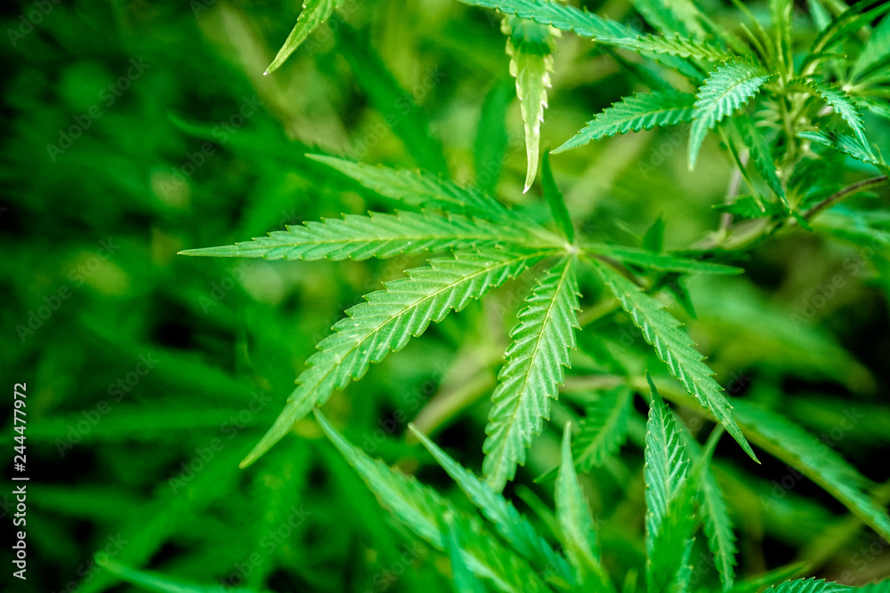 beautiful green bush cannabis bust