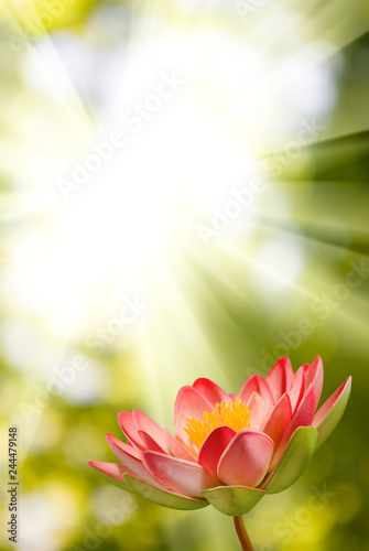  lotus flower on a green background