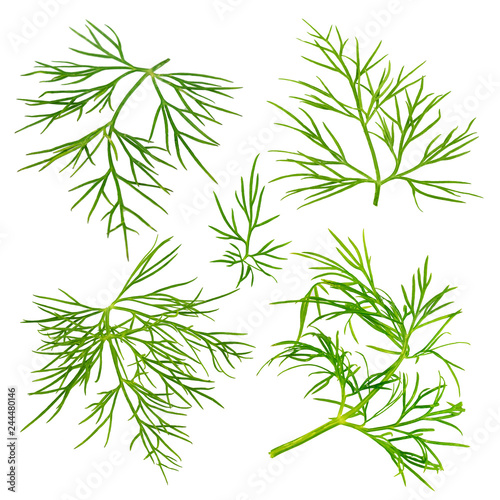 Fresh dill herb isolated on white background