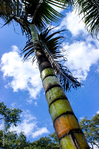Palm tree from below against a blue sky with clouds (ID: 244480326)