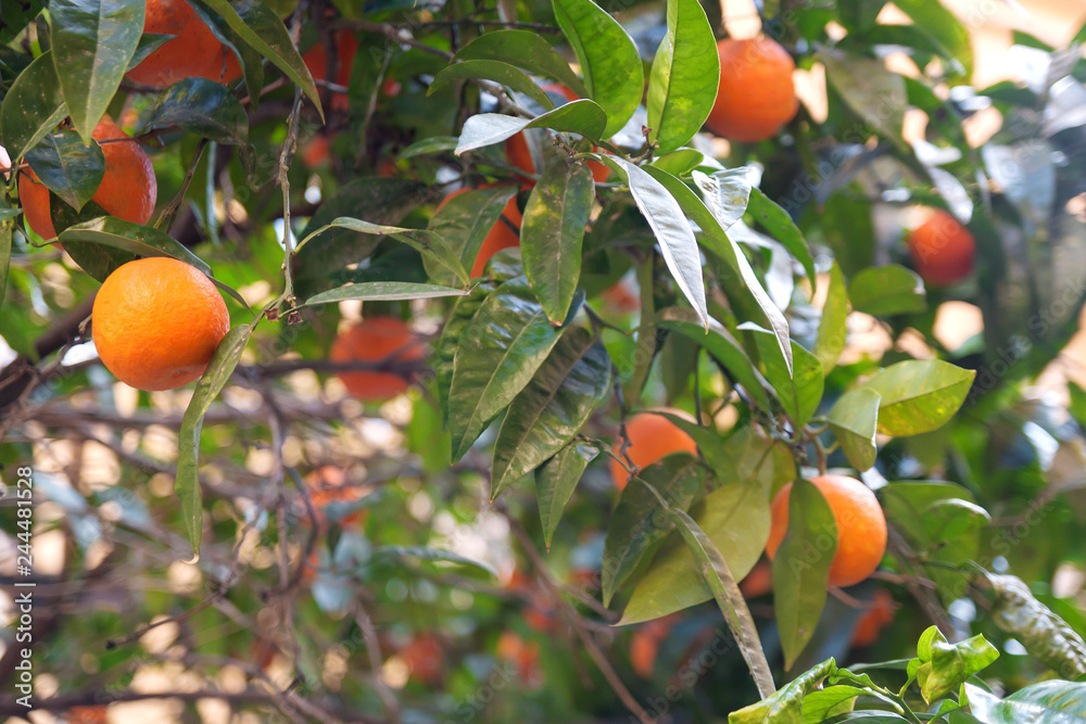 Orange tree  in Italy