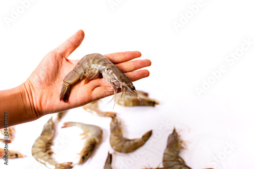 Hand holding raw shrimp isolated © creativefamily