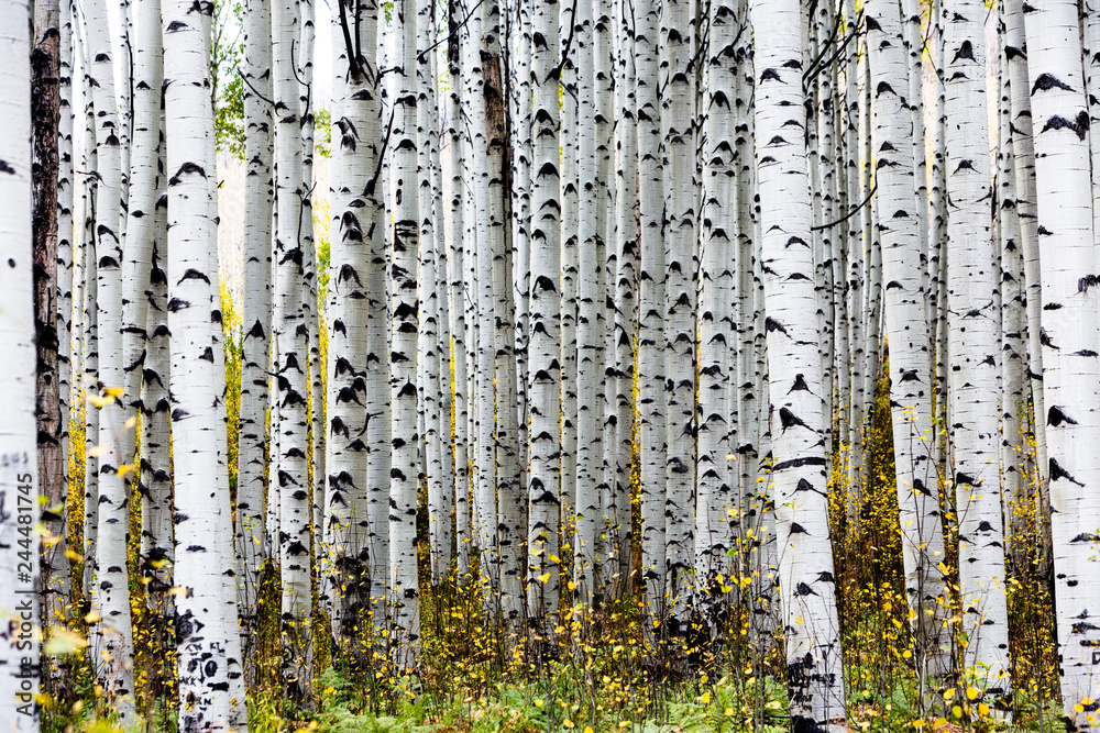 Obraz premium aspens