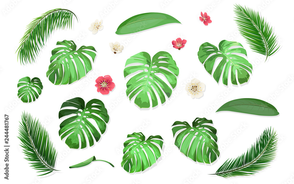 Set of tropical leaves of monstera and palm tree. Vector exotic plants for design invitation card or advertising vacation offer.