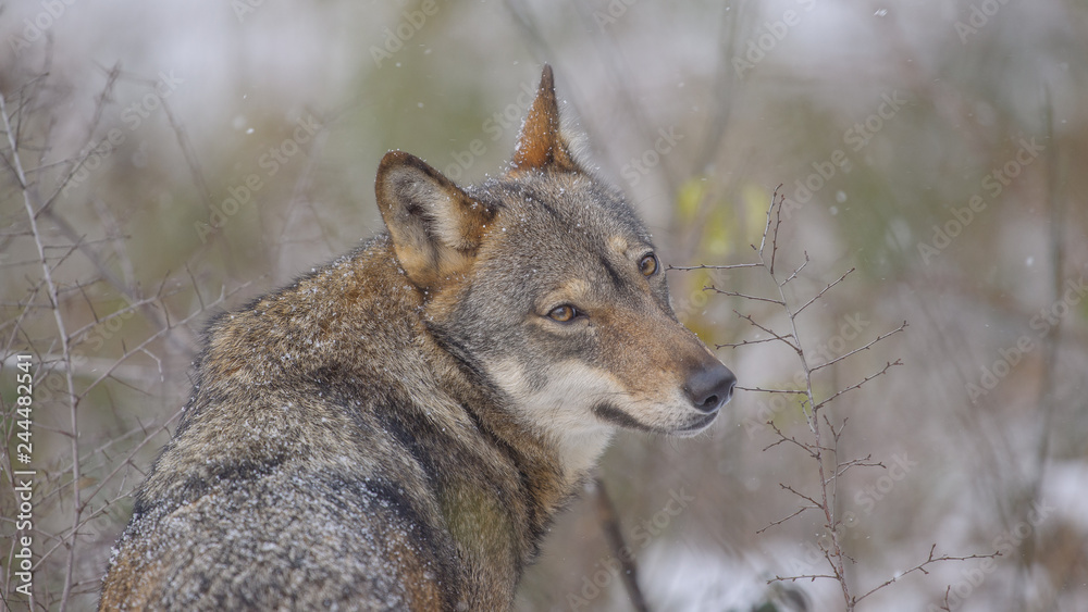 Obraz premium parco nazionale d'Abruzzo