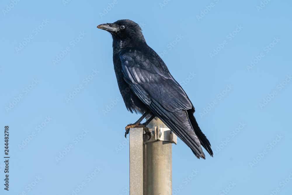 Obraz premium Krähe Rabe auf Stange