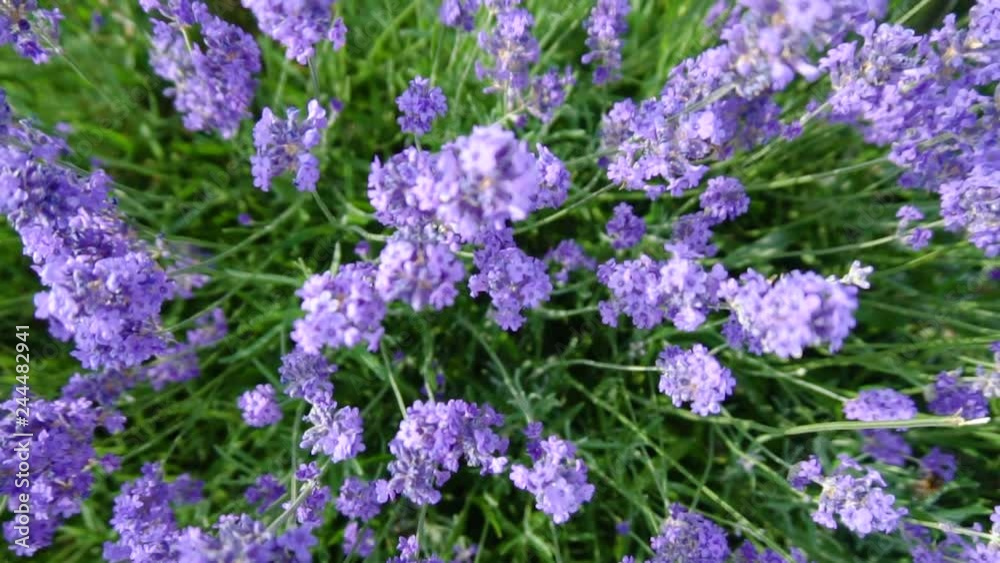 Close up Of Purple Blossoming Lavender in Field Close up Of Purple Blossoming Lavender in Field