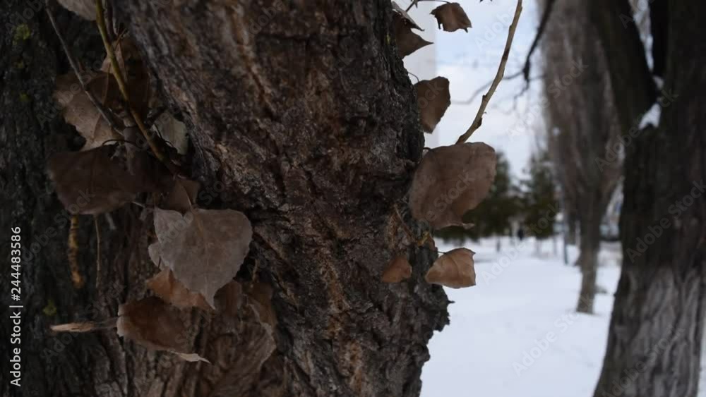 View through the tree and dry leaves on the winter city. View through the tree and dry leaves on the winter city.