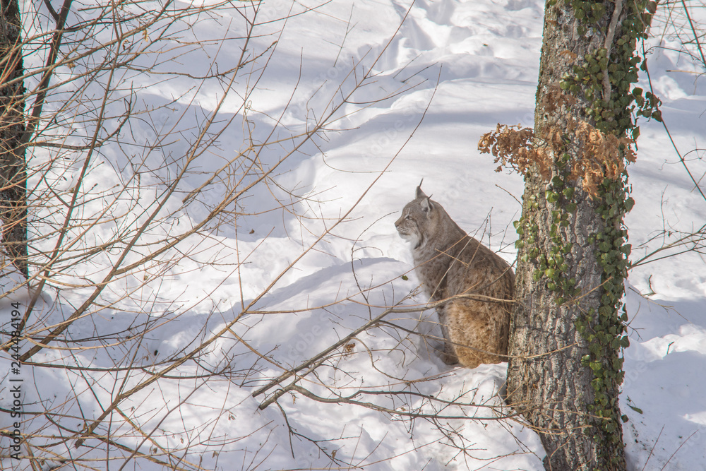 Obraz premium parco nazionale d'Abruzzo