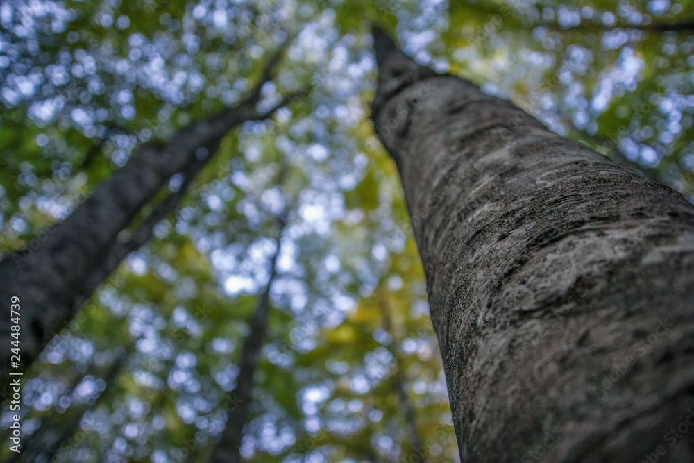 Fototapeta premium parco nazionale d'Abruzzo