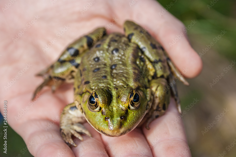 Teichfrosch Teichfrosch