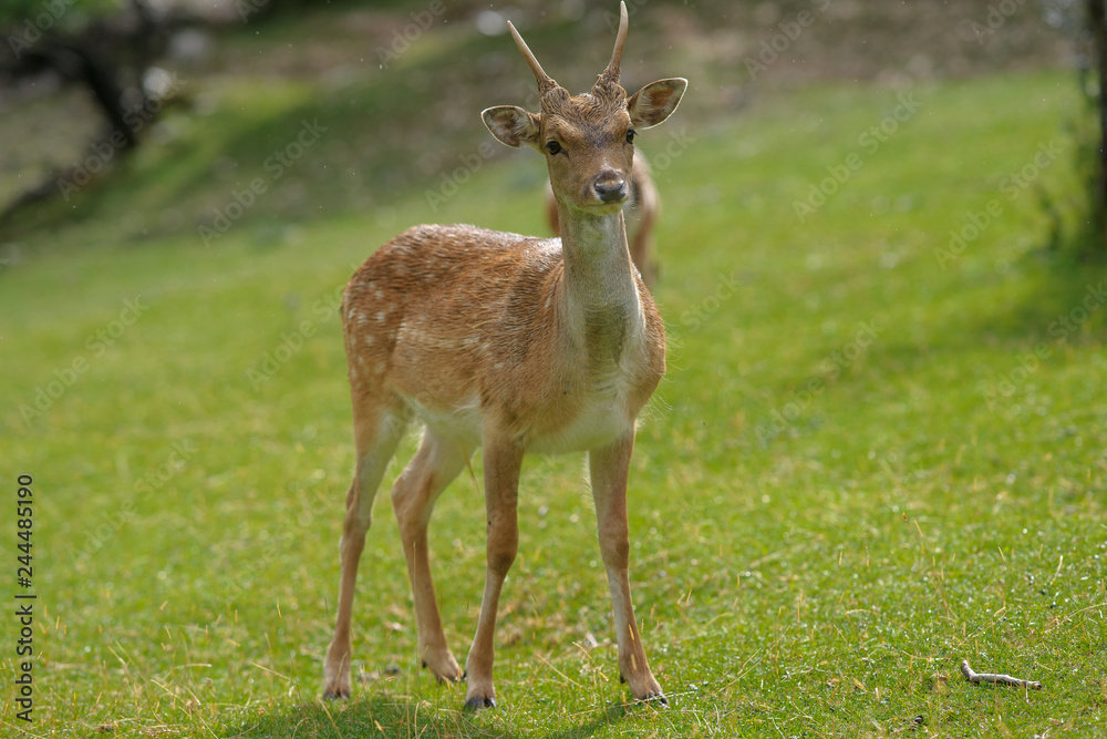 parco nazionale d'Abruzzo