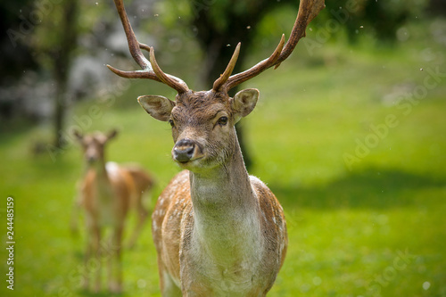 Wallpaper Mural parco nazionale d'Abruzzo Torontodigital.ca
