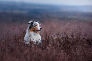 dog in a flowering Heather on the field. Australian shepherd in nature. holiday photos of your pet outside