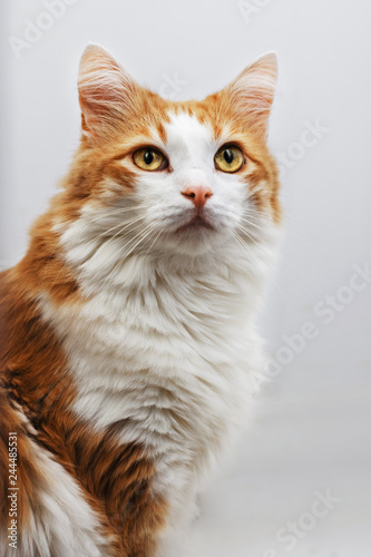 Portrait of a red fluffy cat