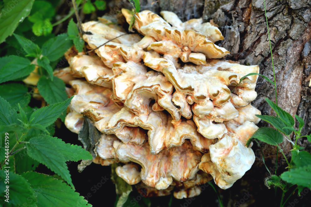 tree mushrooms on an old tree close-up, green nettle tree mushrooms on an old tree close-up, green nettle