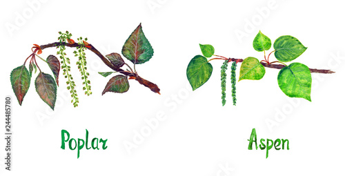 Poplar (Populus nigra) and Aspen (Populus tremuloides)branch with green leaves and seeds, hand painted watercolor illustration set with inscription isolated on white photo