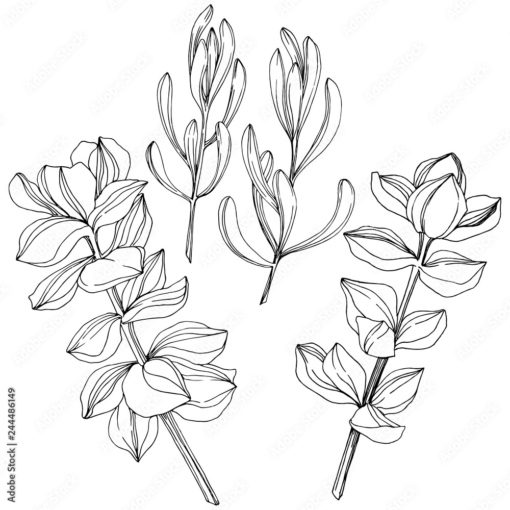 Vector Succulent floral botanical flower. Black and white engraved ink art. Isolated succulents illustration element. Vector Succulent floral botanical flower. Black and white engraved ink art. Isolated succulents illustration element.