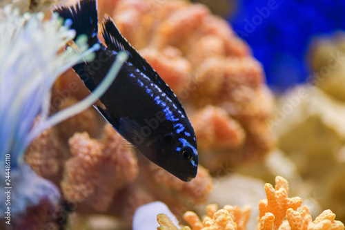 .Melanochromis johannii, Pseudotropheus johannii.. Fish Johana Melanochromis swims in a transparent marine aquarium. photo