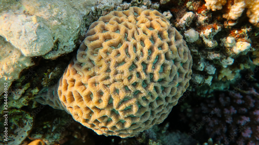 Favites abdita (Honeycomb coral) Favites abdita (Honeycomb coral)
