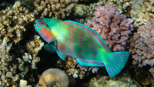 Colorful Parrot Fish © alinamaieru