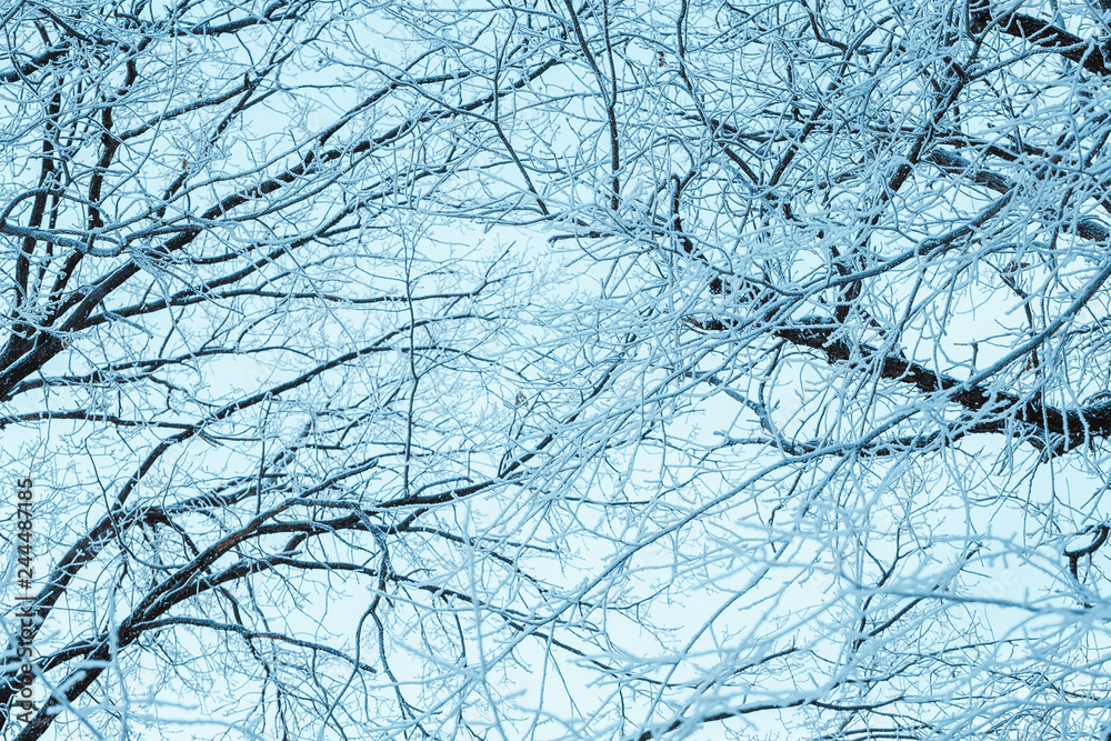 winter forest and branches in the snow during the day winter forest and branches in the snow during the day
