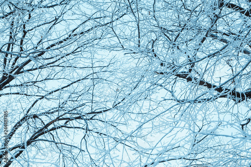 winter forest and branches in the snow during the day