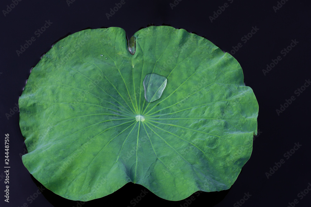 Drops of water on a lotus leaf Drops of water on a lotus leaf
