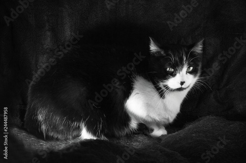 Black and white cat with immunodeficiency