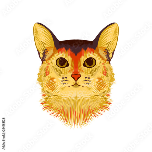 Vector Illustrative Portrait of Abyssinian Cat. Hand drawn sketch, cute breed of domestic short haired cat.