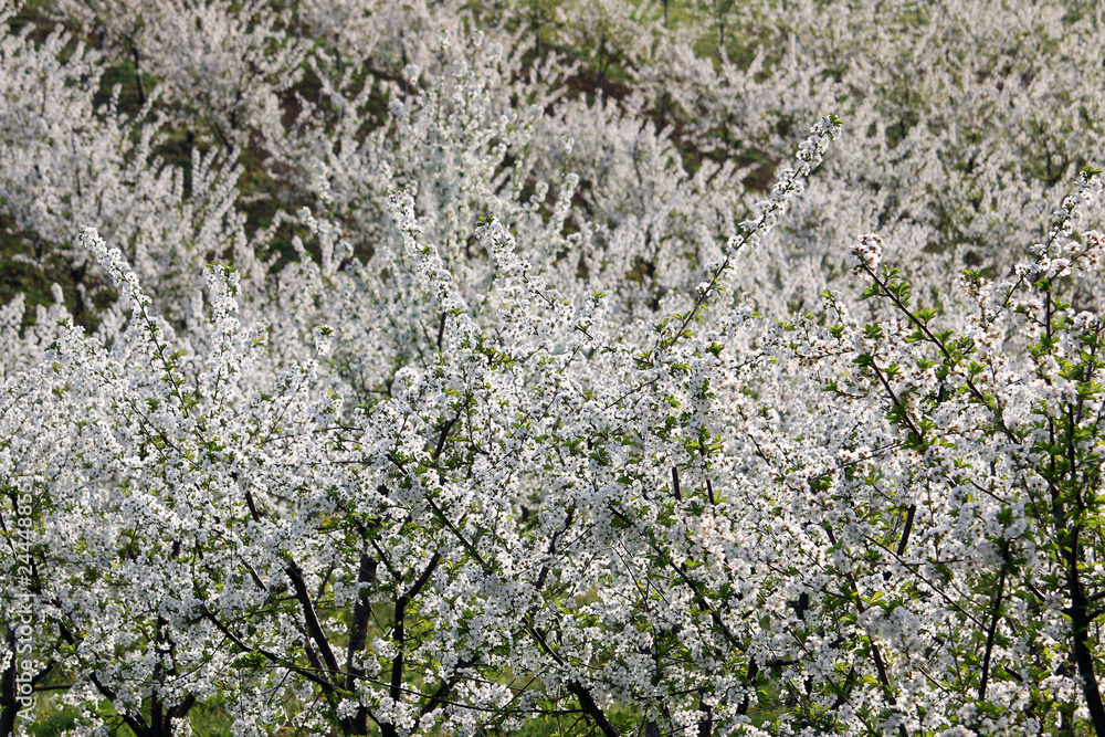 cherry orchard landscape nature background spring season cherry orchard landscape nature background spring season