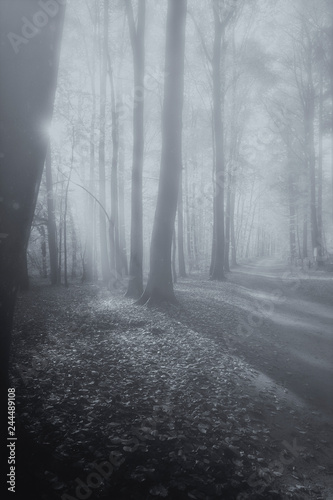 Laubwald im Nebel mit Sonnenstrahl - schwarz wei  