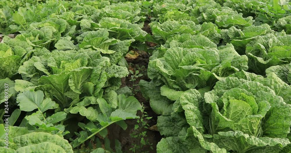 Rows of green chinese cabbage growing at field Rows of green chinese cabbage growing at field