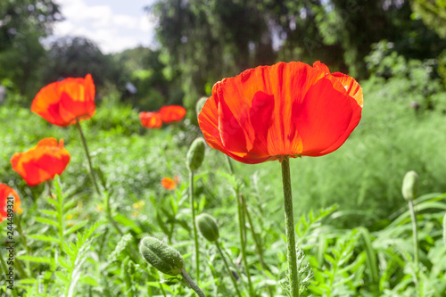 Beautiful Poppy in spring cottage garden