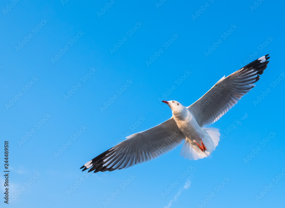 Single seagull flying in a blue sky Single seagull flying in a blue sky