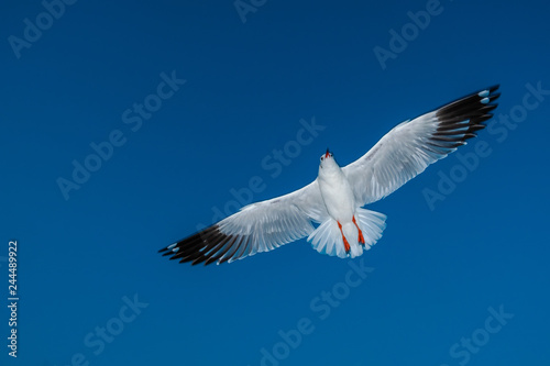 Single seagull flying in a blue sky