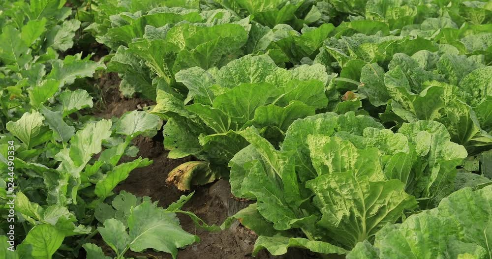 Rows of green chinese cabbage growing at field Rows of green chinese cabbage growing at field