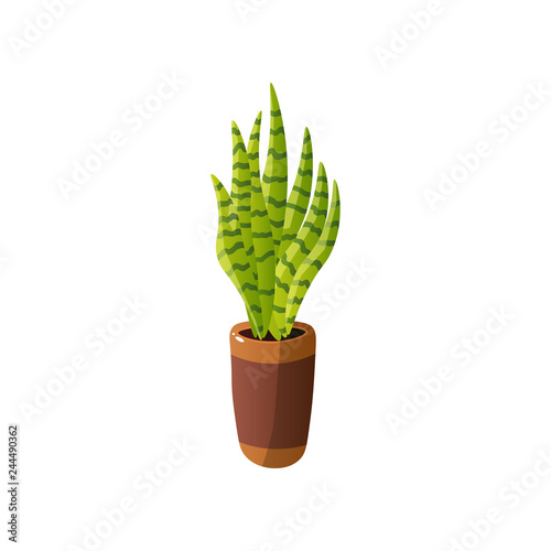 Homemade cute home plant in a beautiful colorful pot.