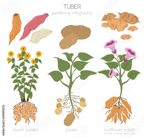 Tuber vegetables potato, sunflower and sweet potato graphic template. Gardening, farming infographic, how it grows. Flat style design.