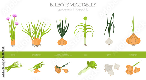 Bulbous vegetables, welsh onion, bulb, leek, shallot, garlic etc. Gardening, farming infographic, how it grows. Flat style design