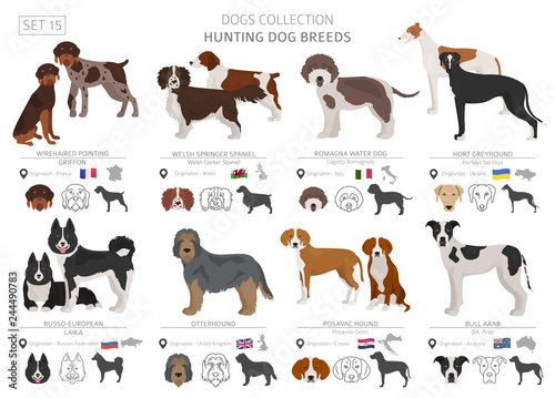 Hunting dogs collection isolated on white. Flat style. Different color and country of origin