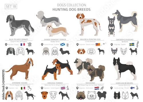 Hunting dogs collection isolated on white. Flat style. Different color and country of origin