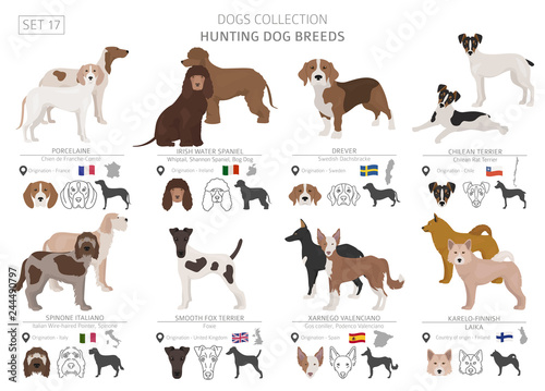 Hunting dogs collection isolated on white. Flat style. Different color and country of origin